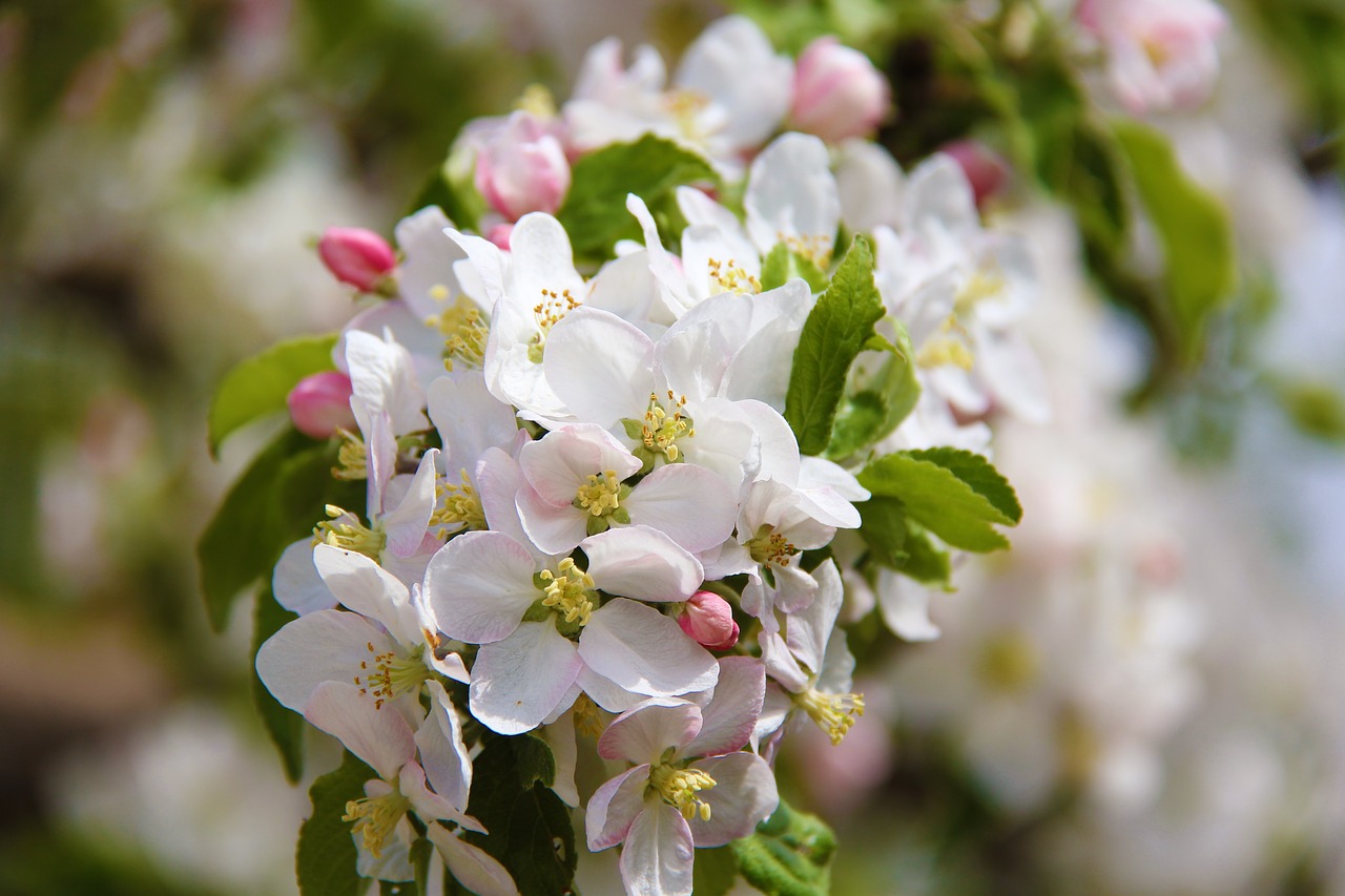 flower plant nature free photo