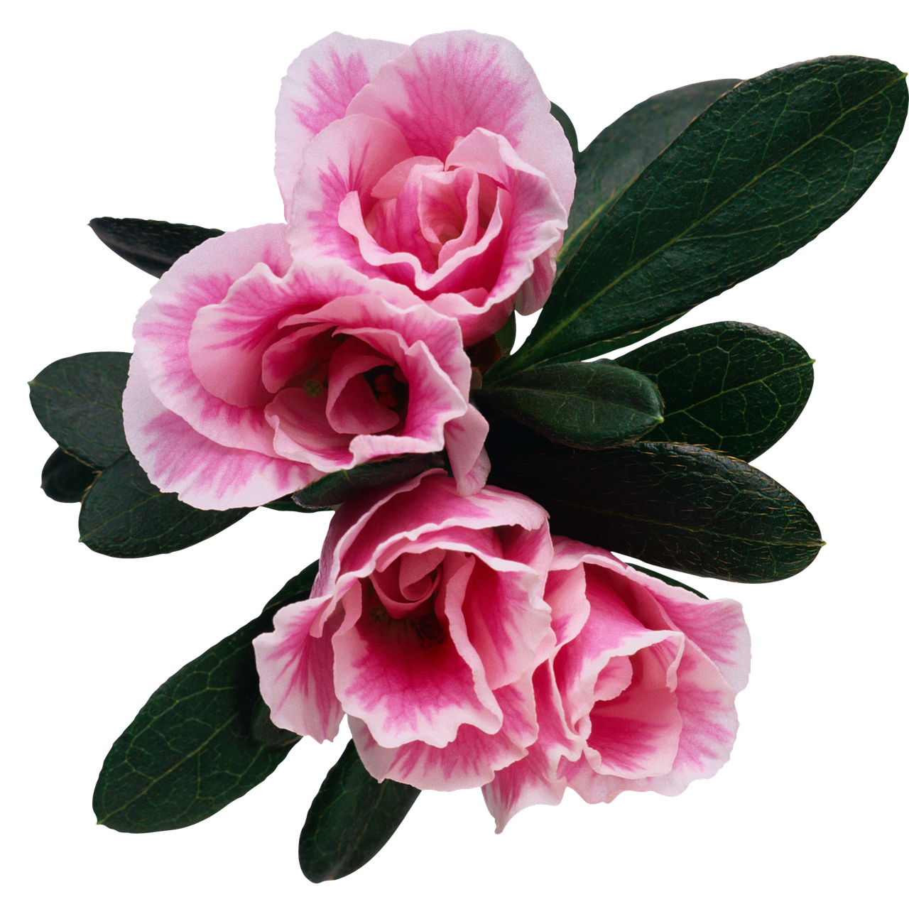 flower floral rosebush free photo