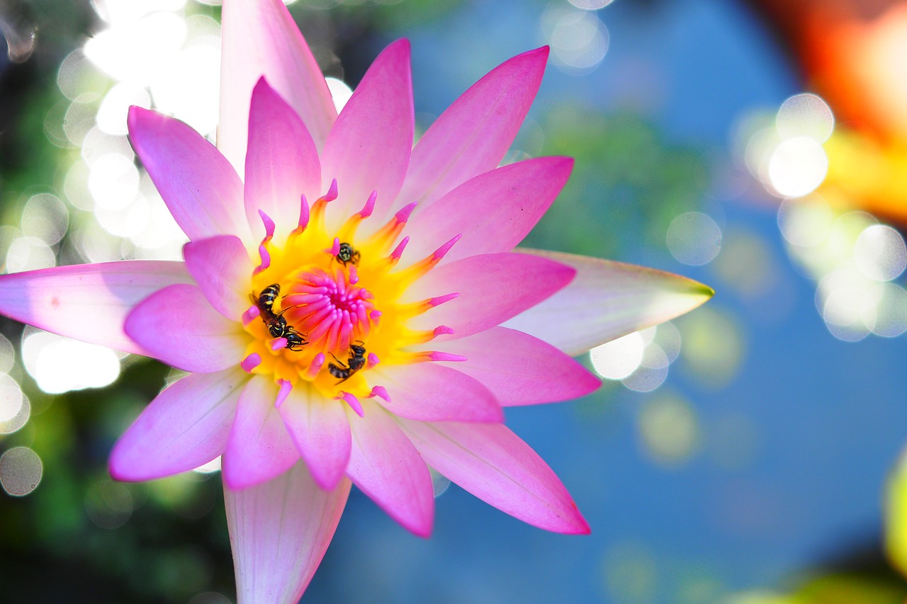 flower plant nature free photo