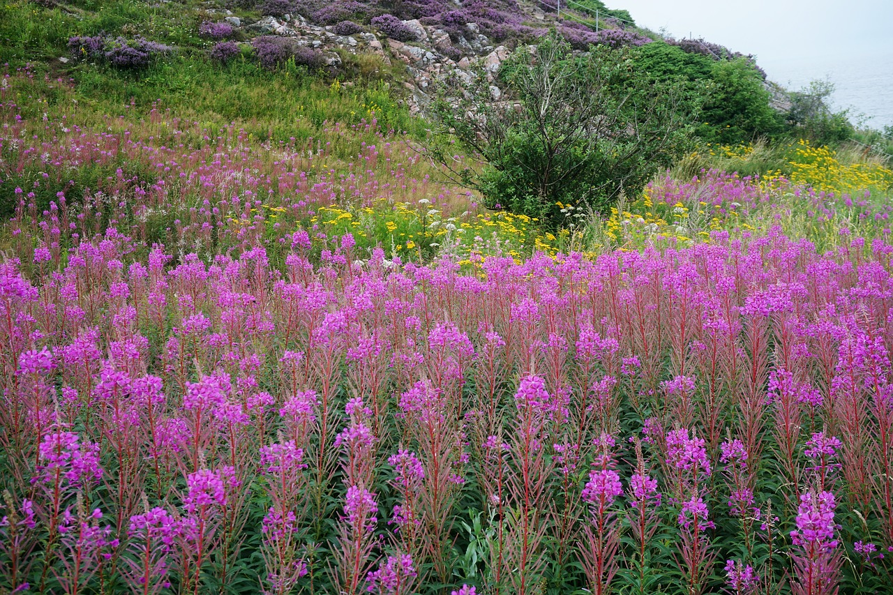 flower nature meadow free photo