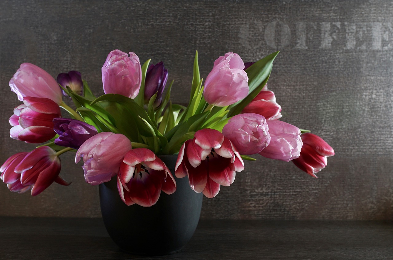 flower plant tulip free photo