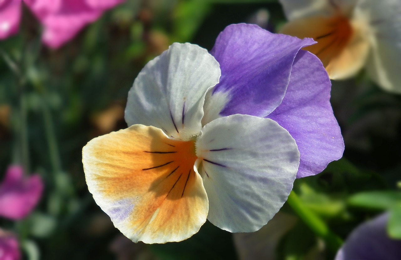 flower pansy plant free photo