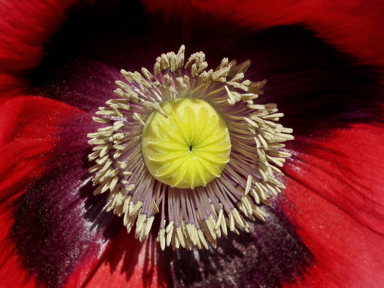 flower poppy garden the interior of the free photo