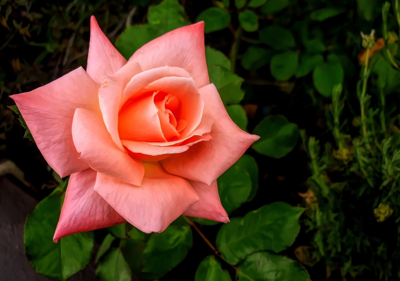 flower flora rose free photo