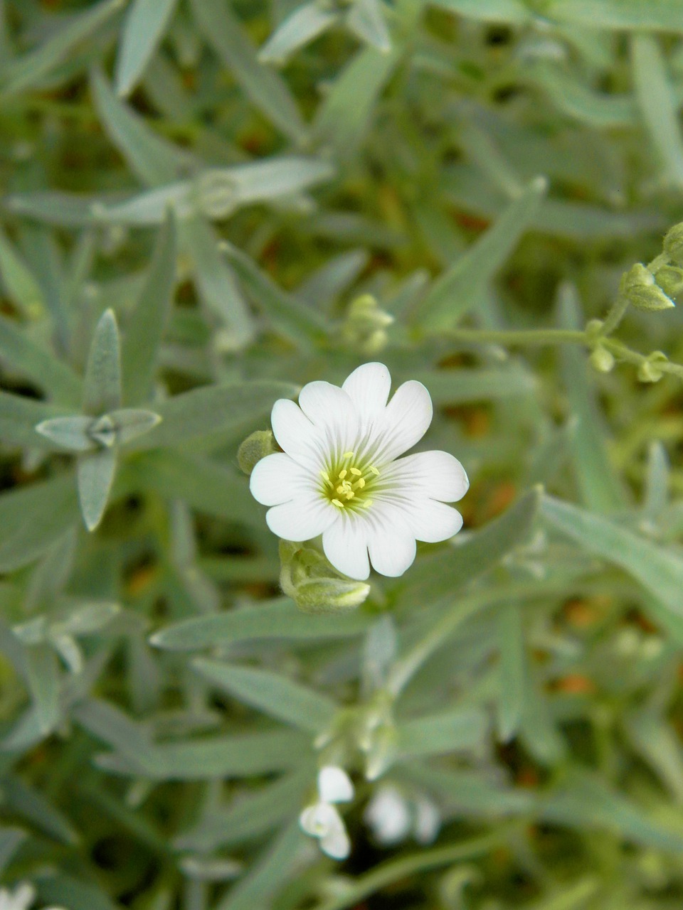 flower garden plant free photo