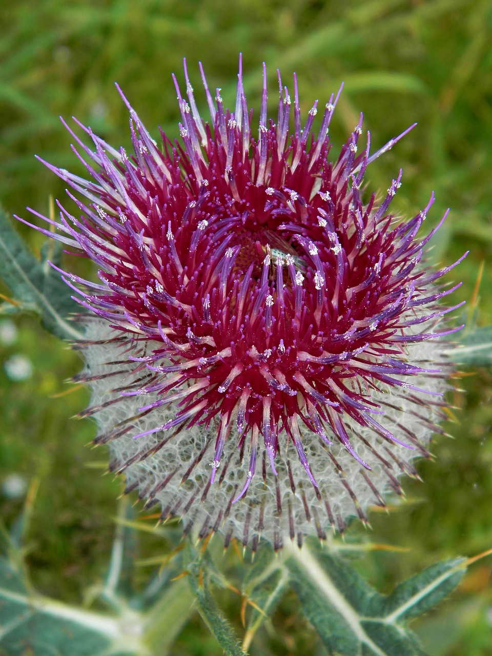 flower nature thistle free photo