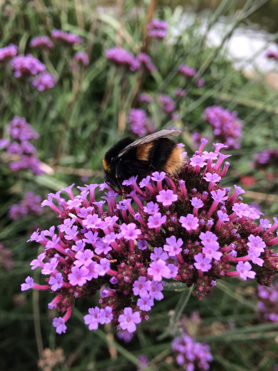 flower nature plant free photo