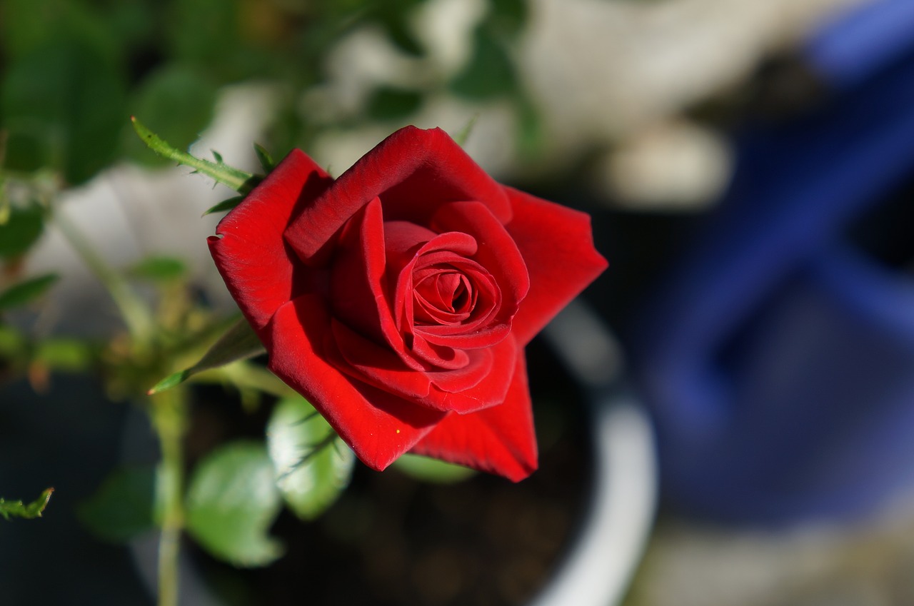 flower rose nature free photo