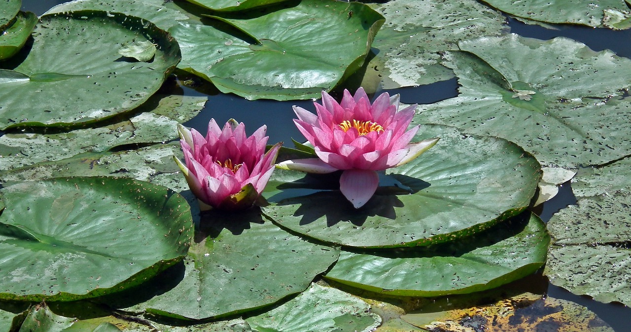 flower water lilies pink free photo