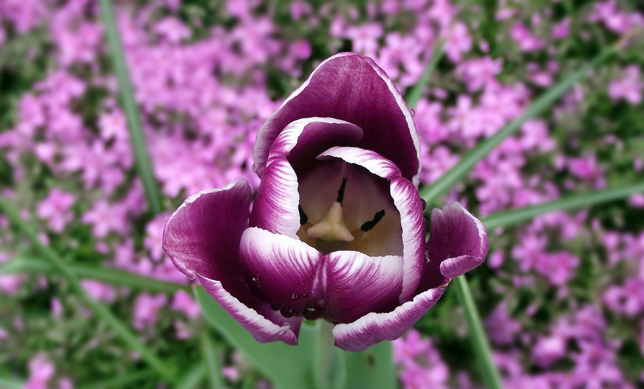 flower tulip spring free photo