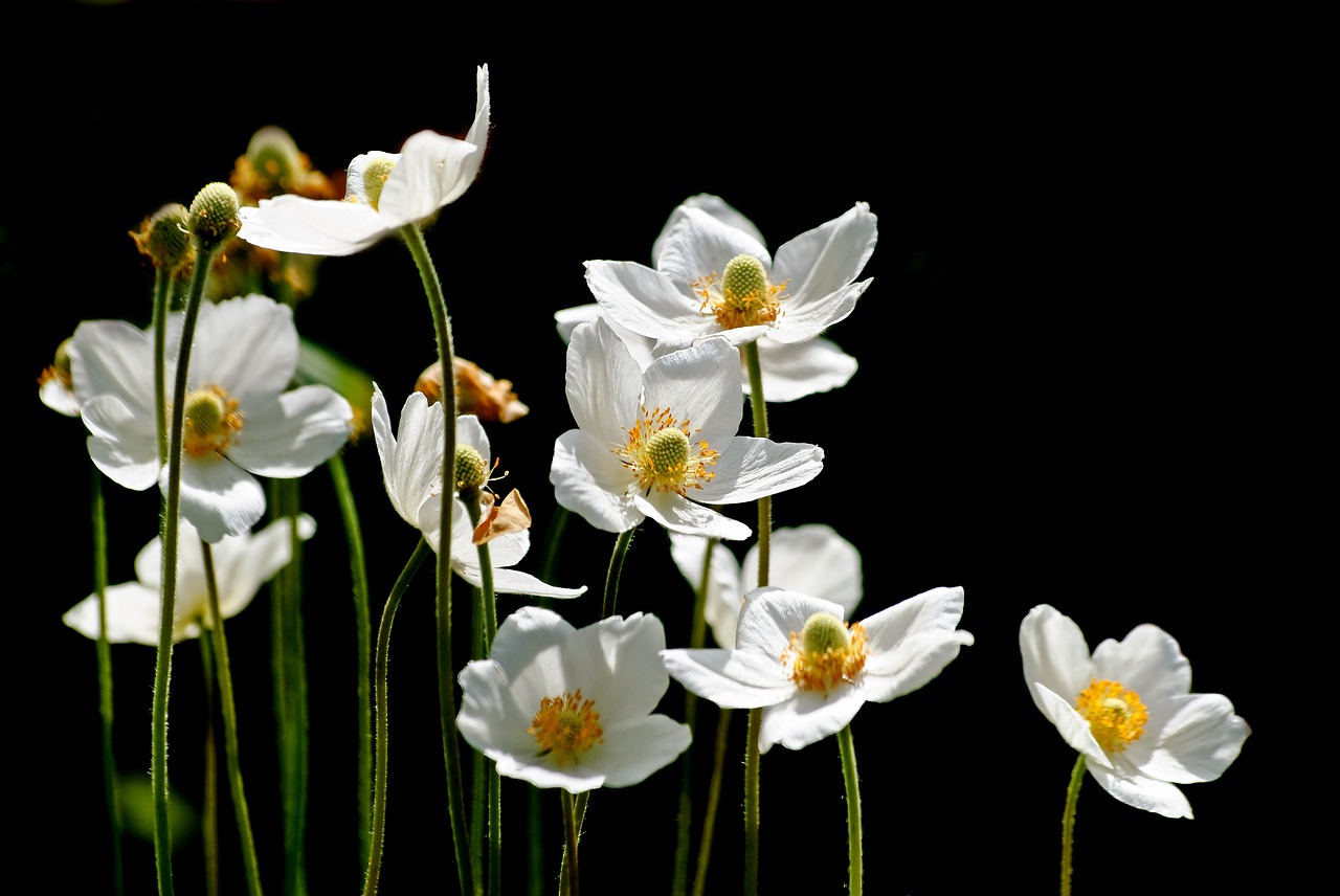 flower plant nature free photo