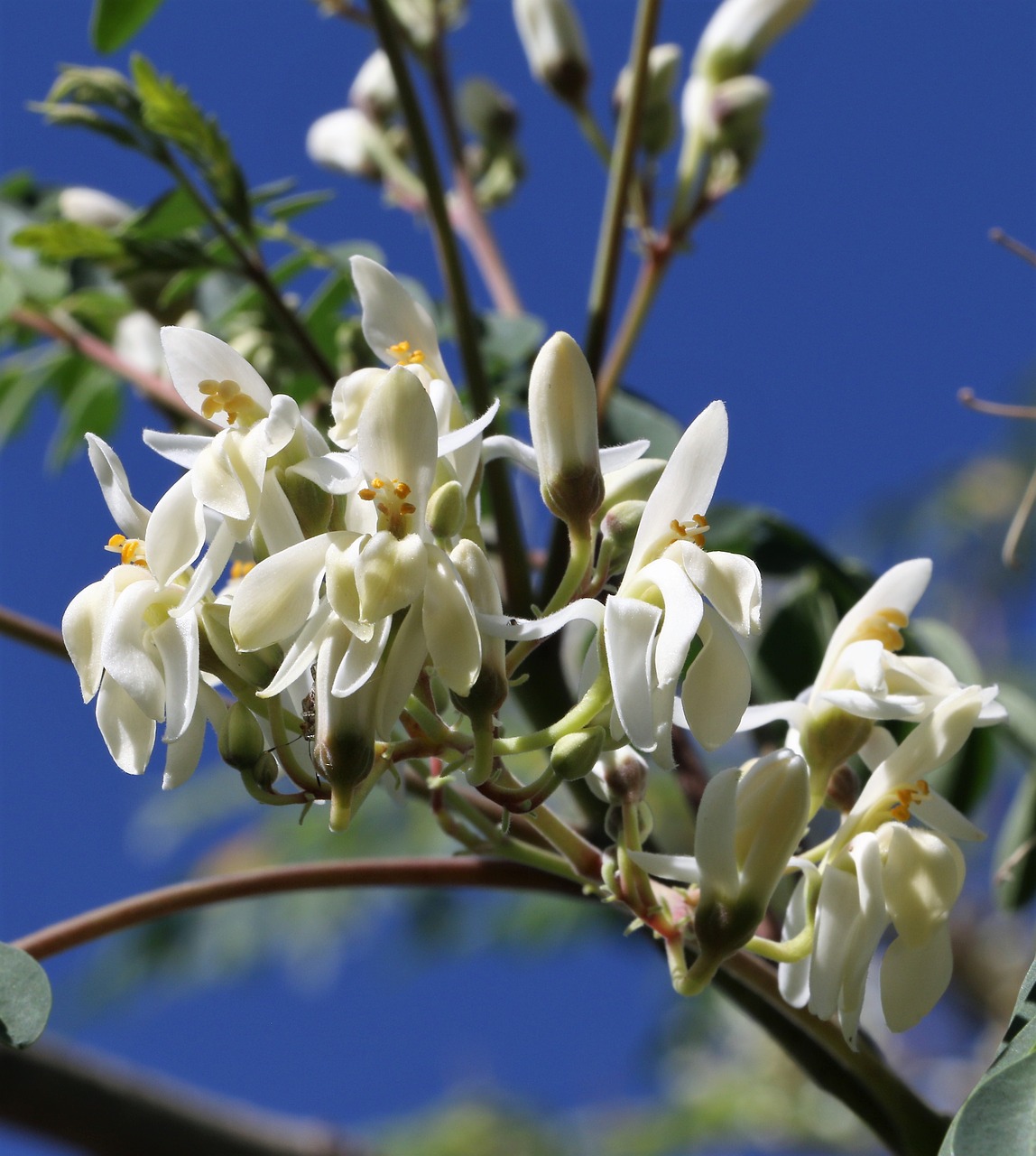 flower plant nature free photo