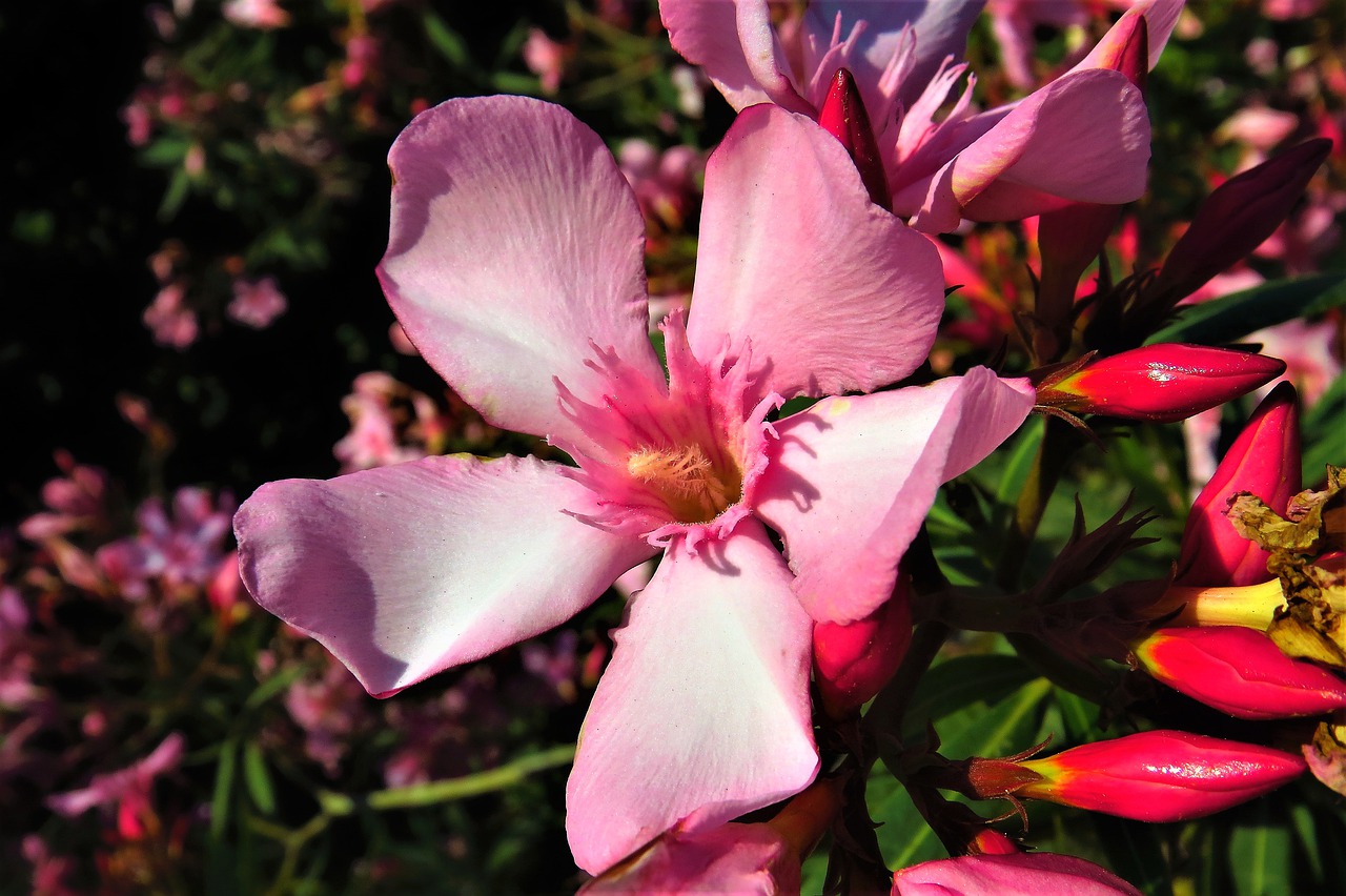 flower thriving nature free photo