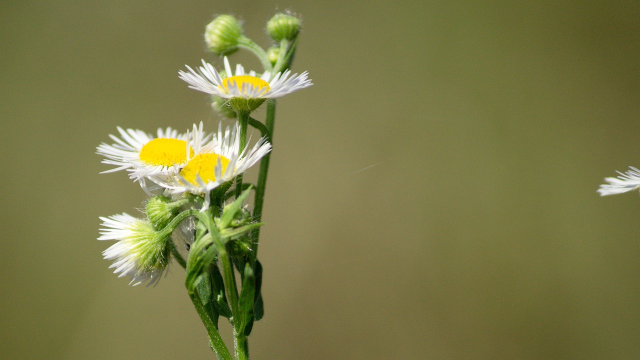 flower luka plant free photo