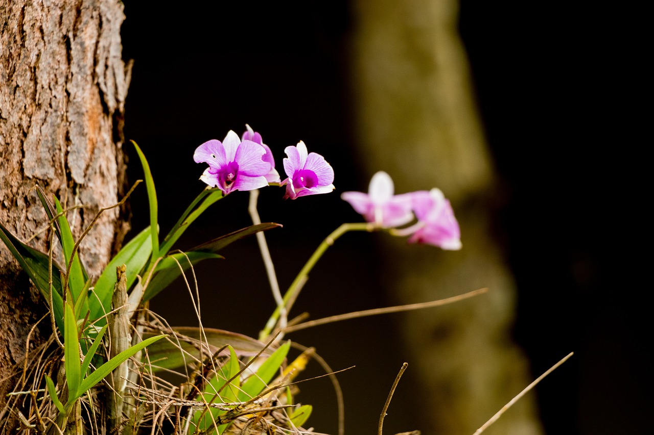 flower nature plant free photo