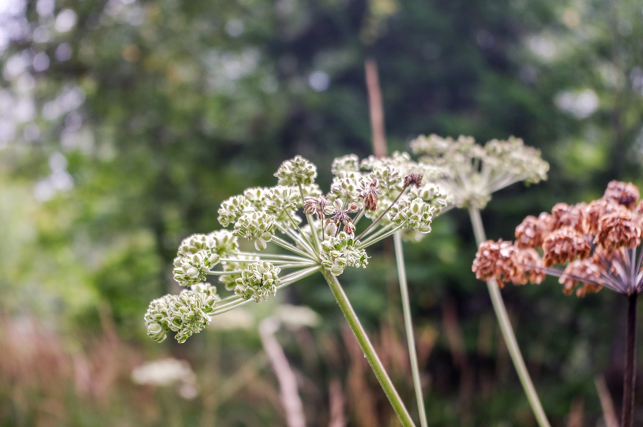 flower plant nature free photo