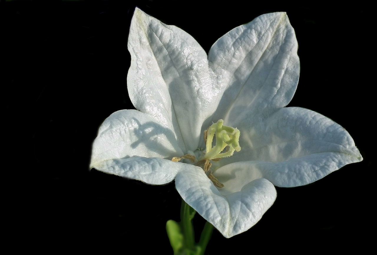 flower rozwar white free photo