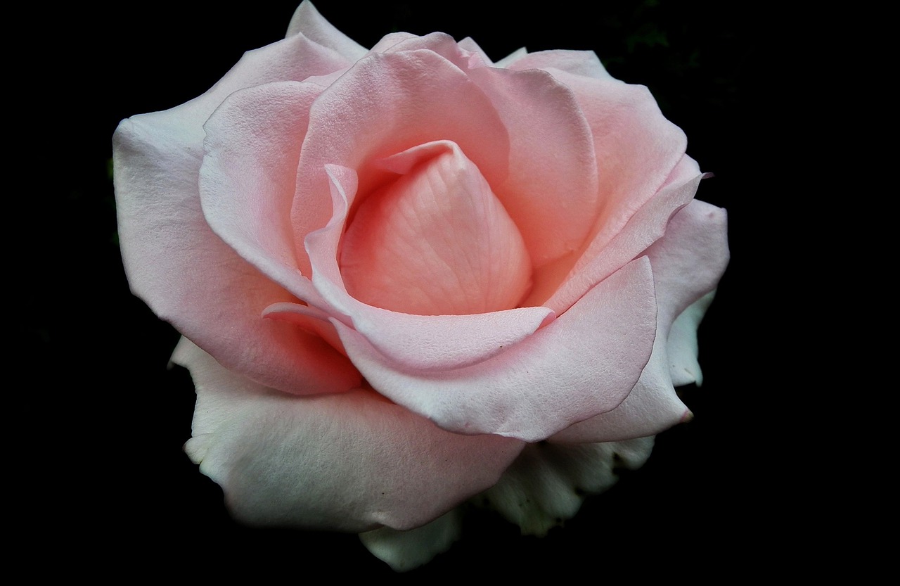 flower rose petal free photo