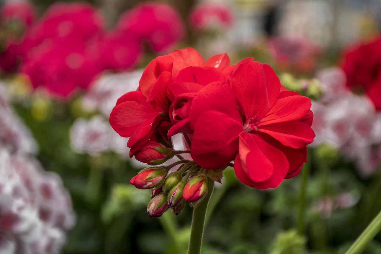 flower plant nature free photo