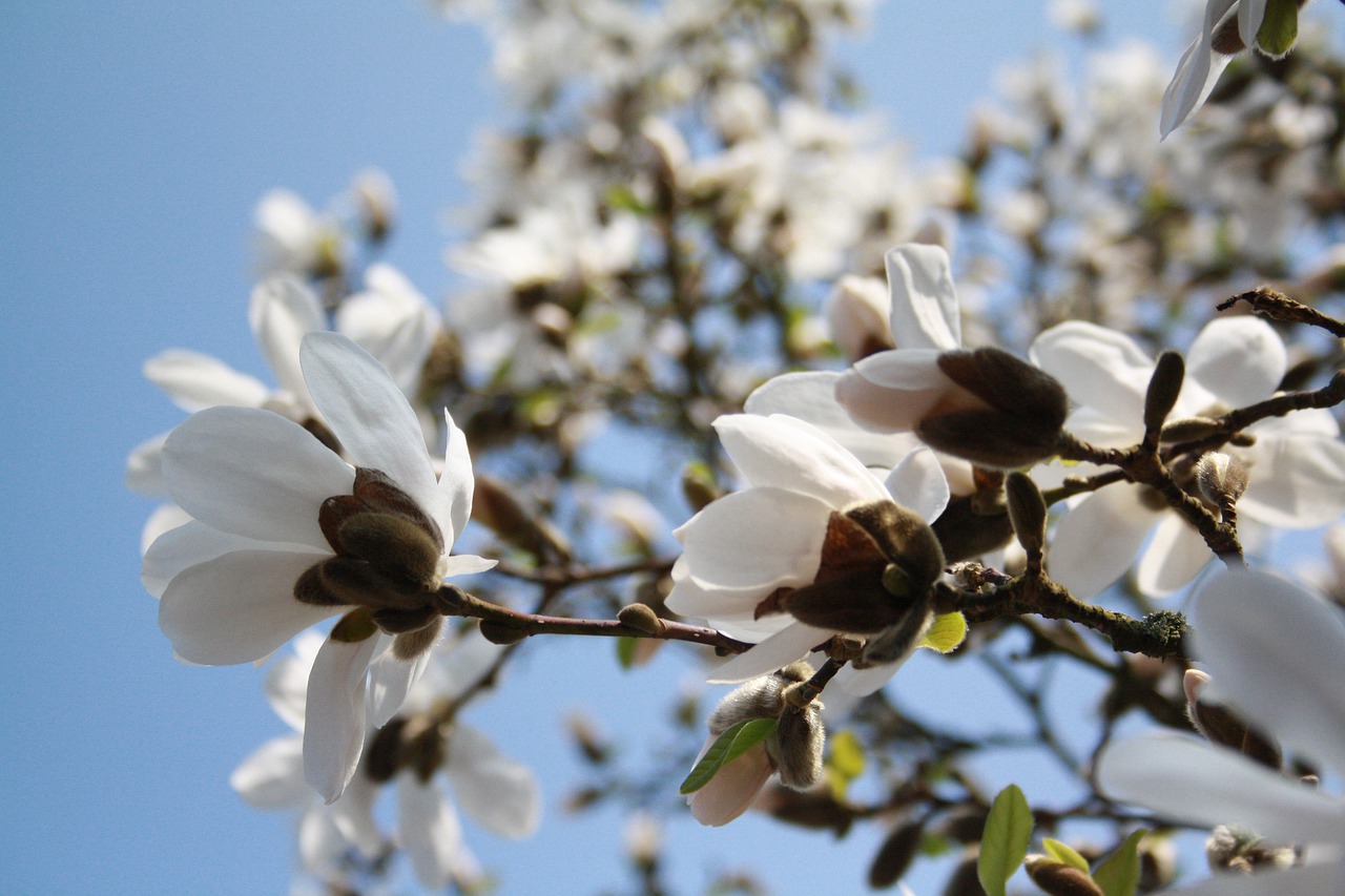 flower tree nature free photo