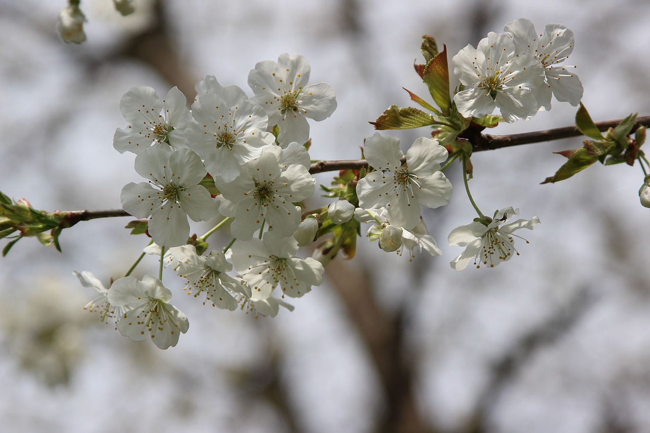 flower cherry branch free photo