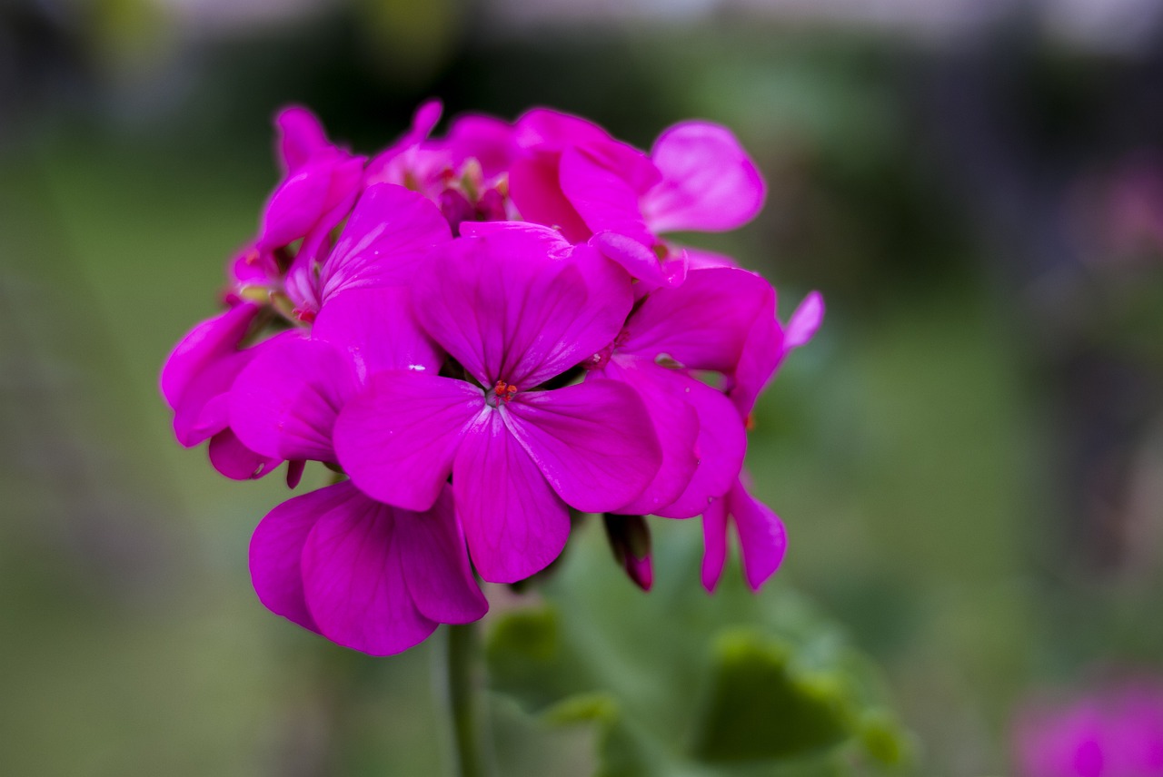 flower plant nature free photo