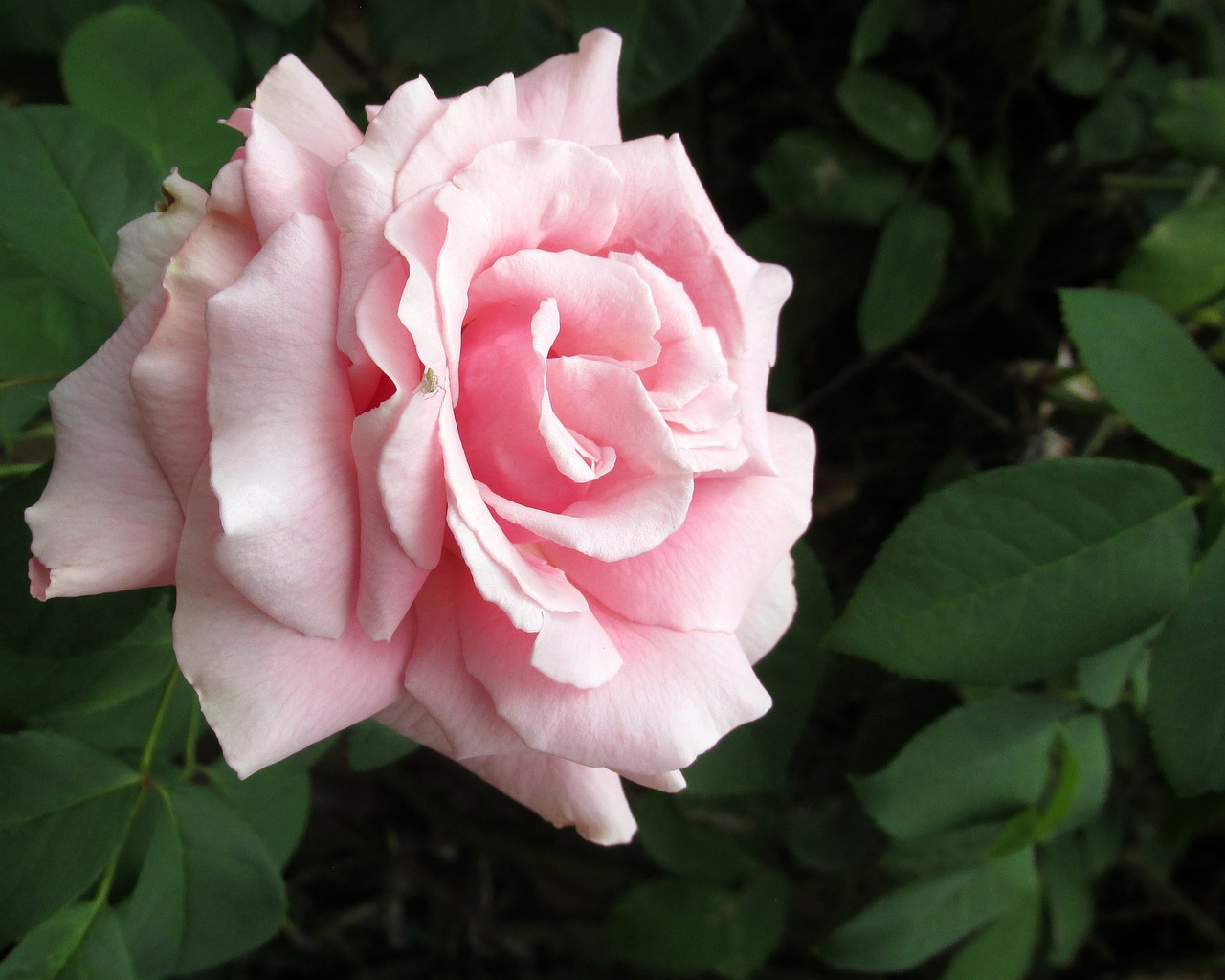 flower rose flora free photo