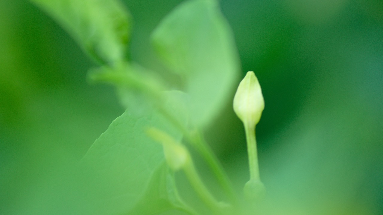 flower forest plant free photo