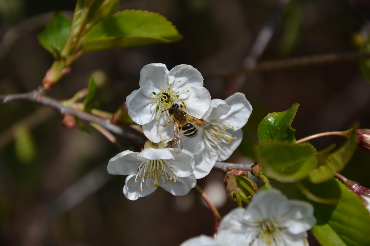 flower nature tree free photo