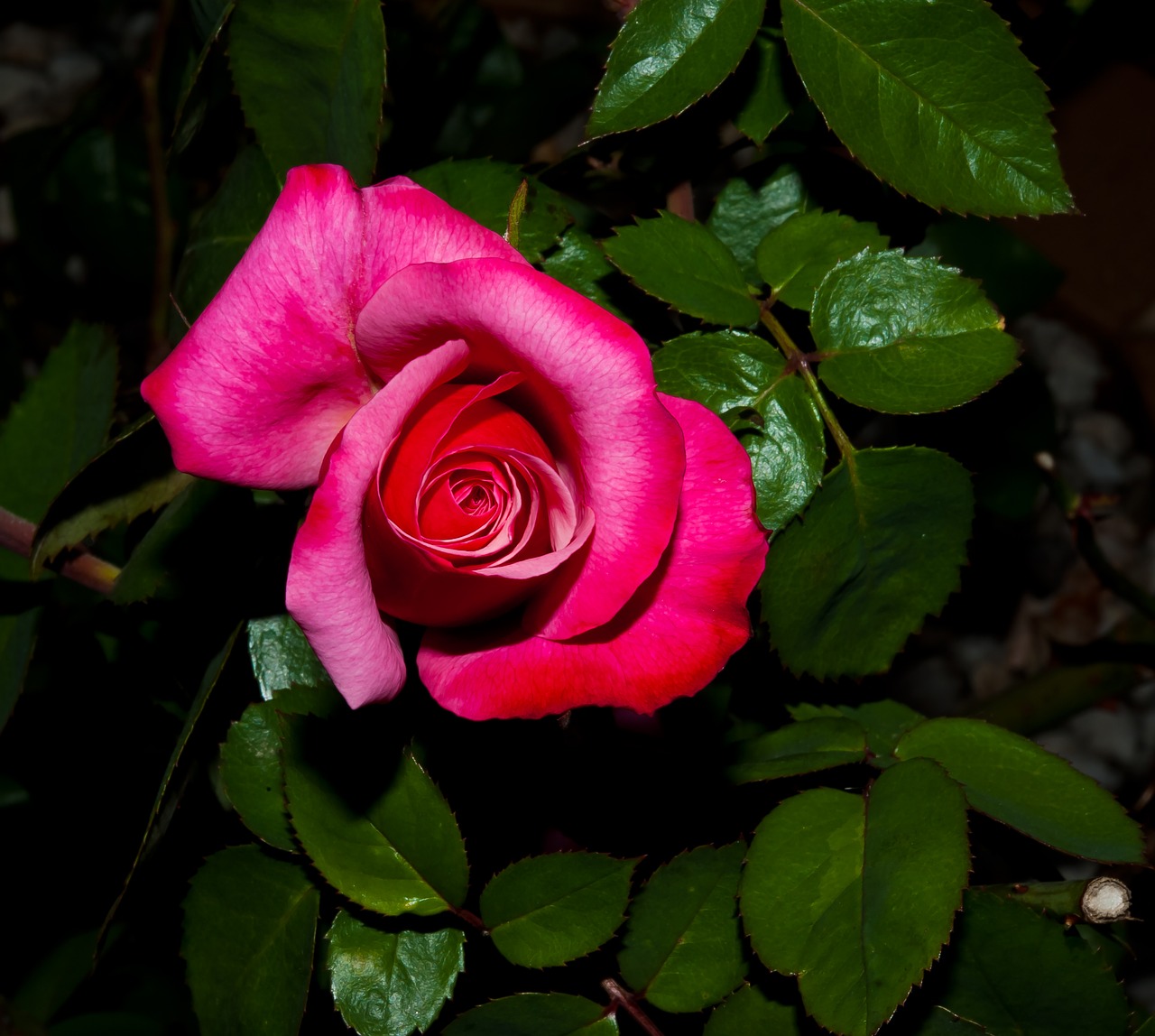 flower rose petal free photo