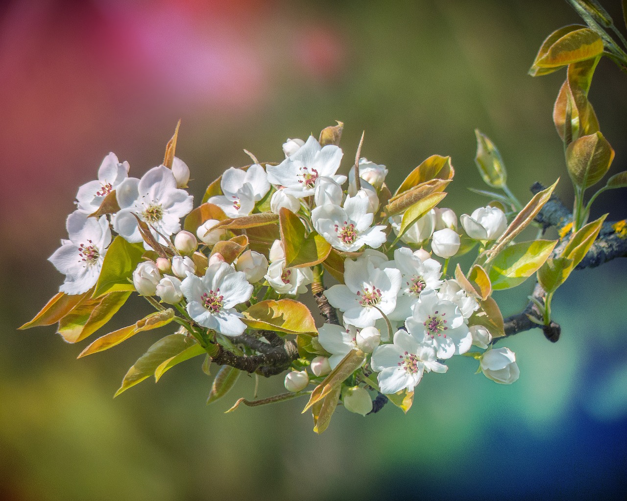 flower plant nature free photo