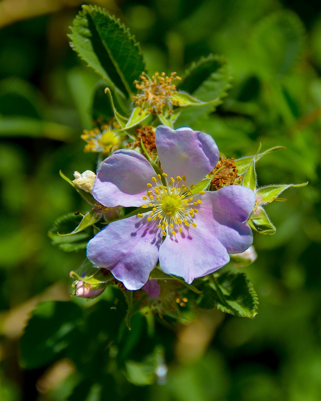 flower flora nature free photo