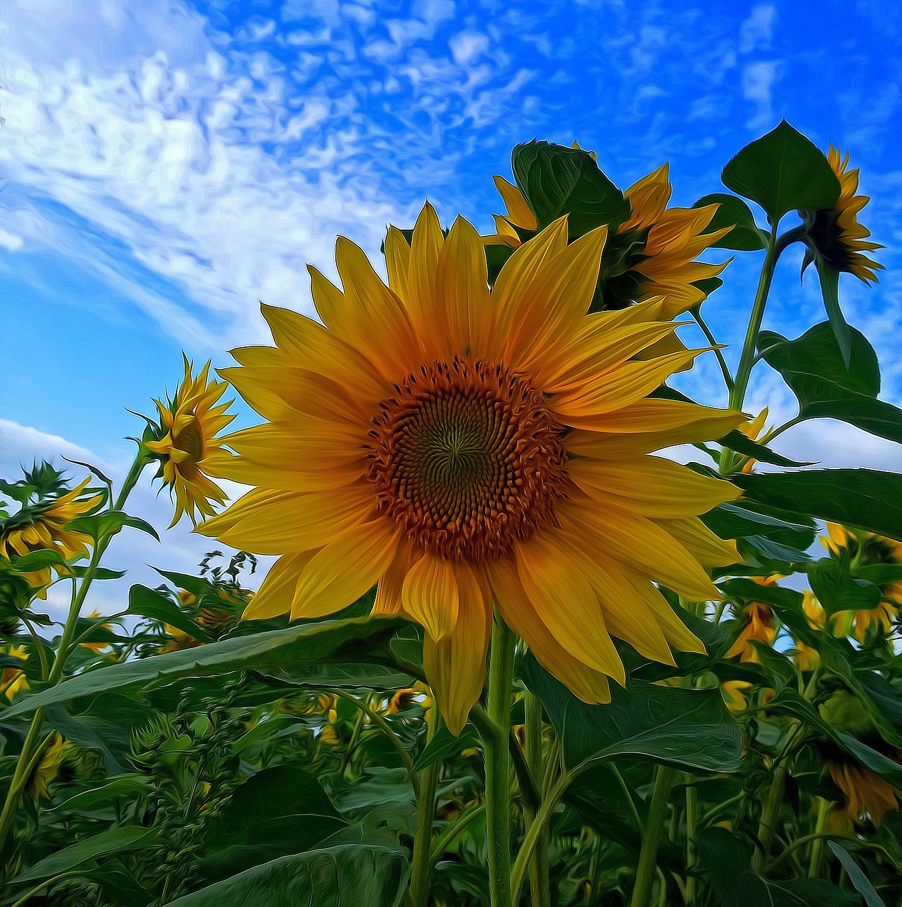 flower sun flower nature free photo