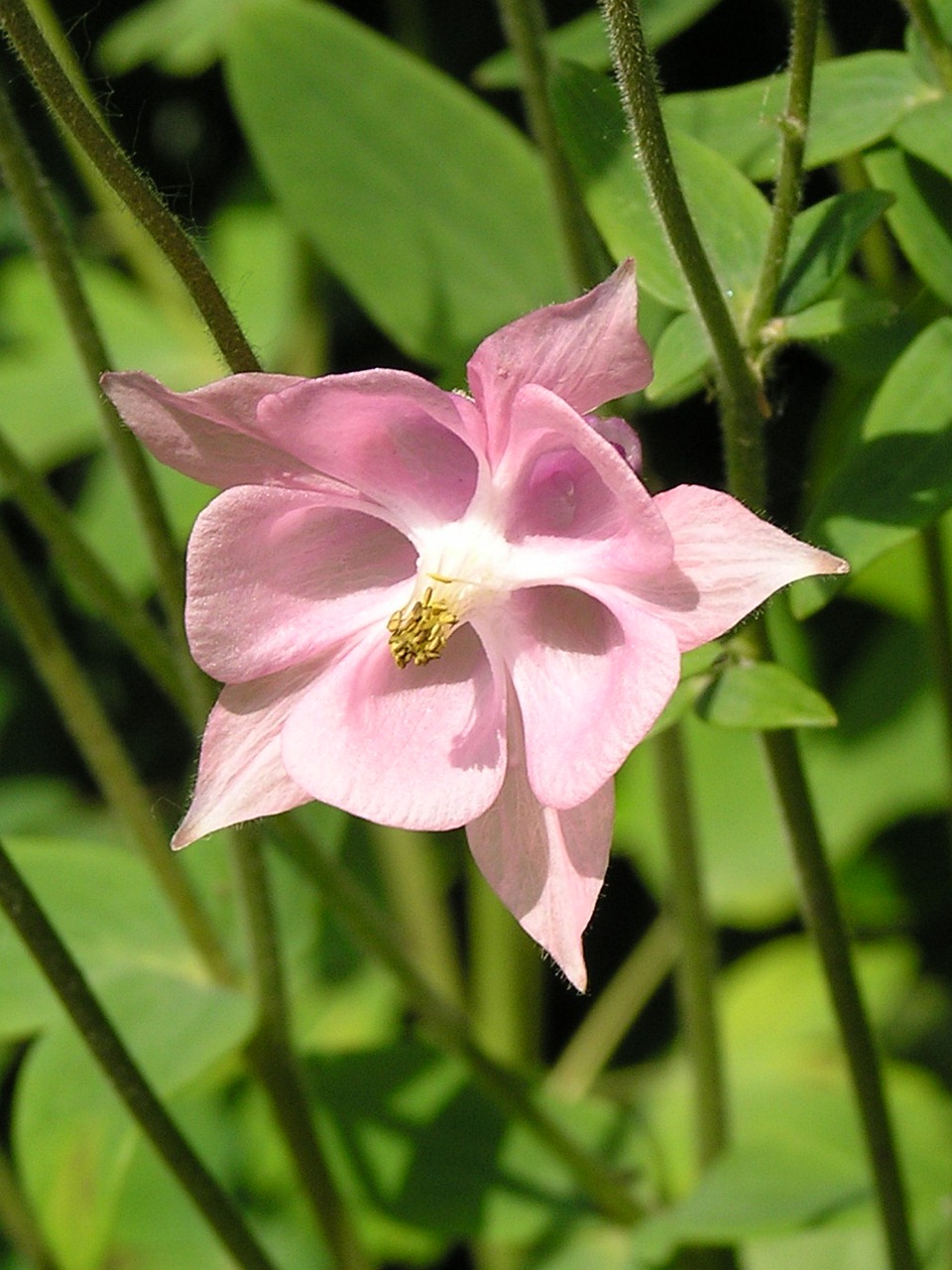 flower plant nature free photo