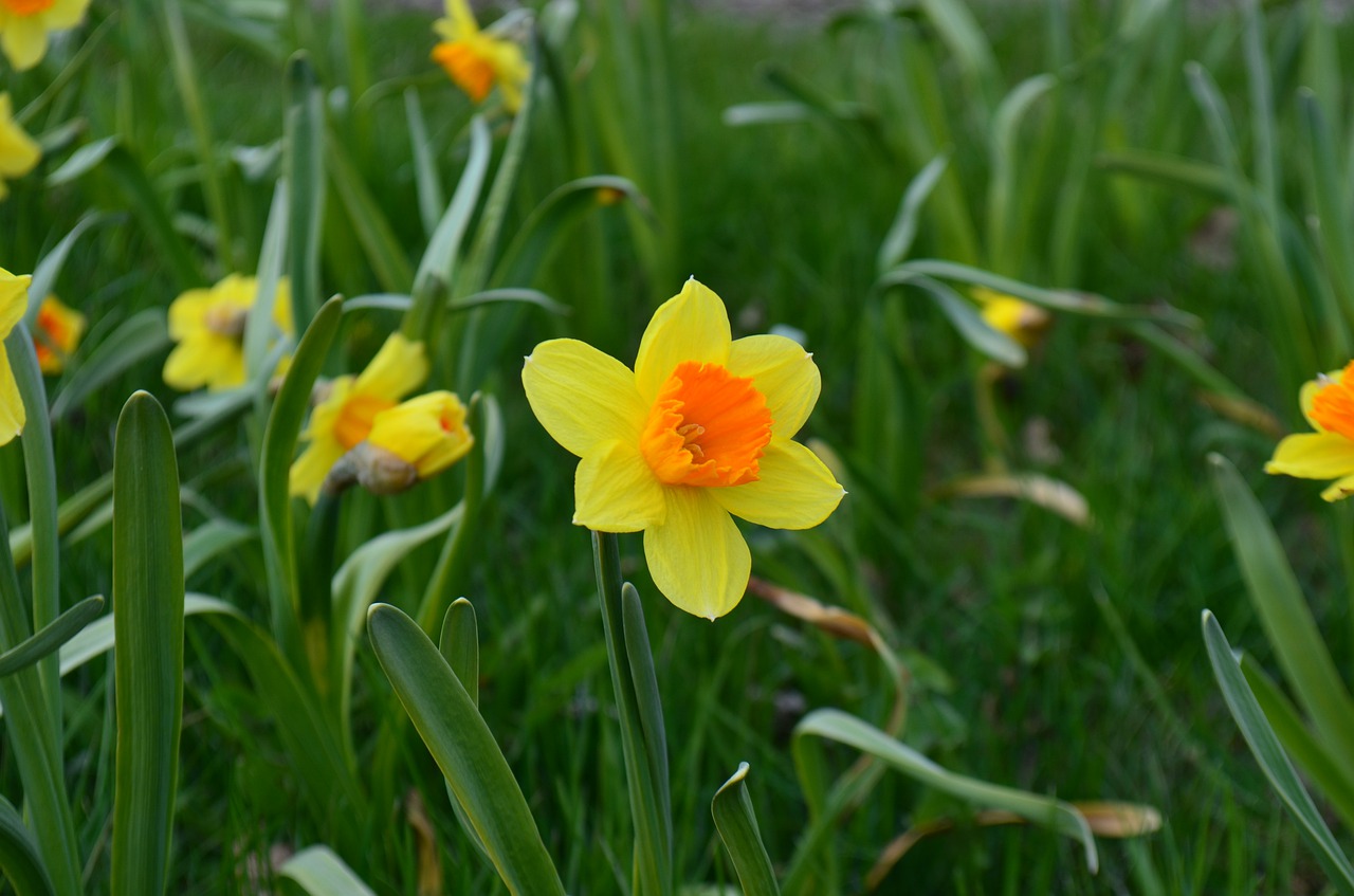 flower nature plant free photo