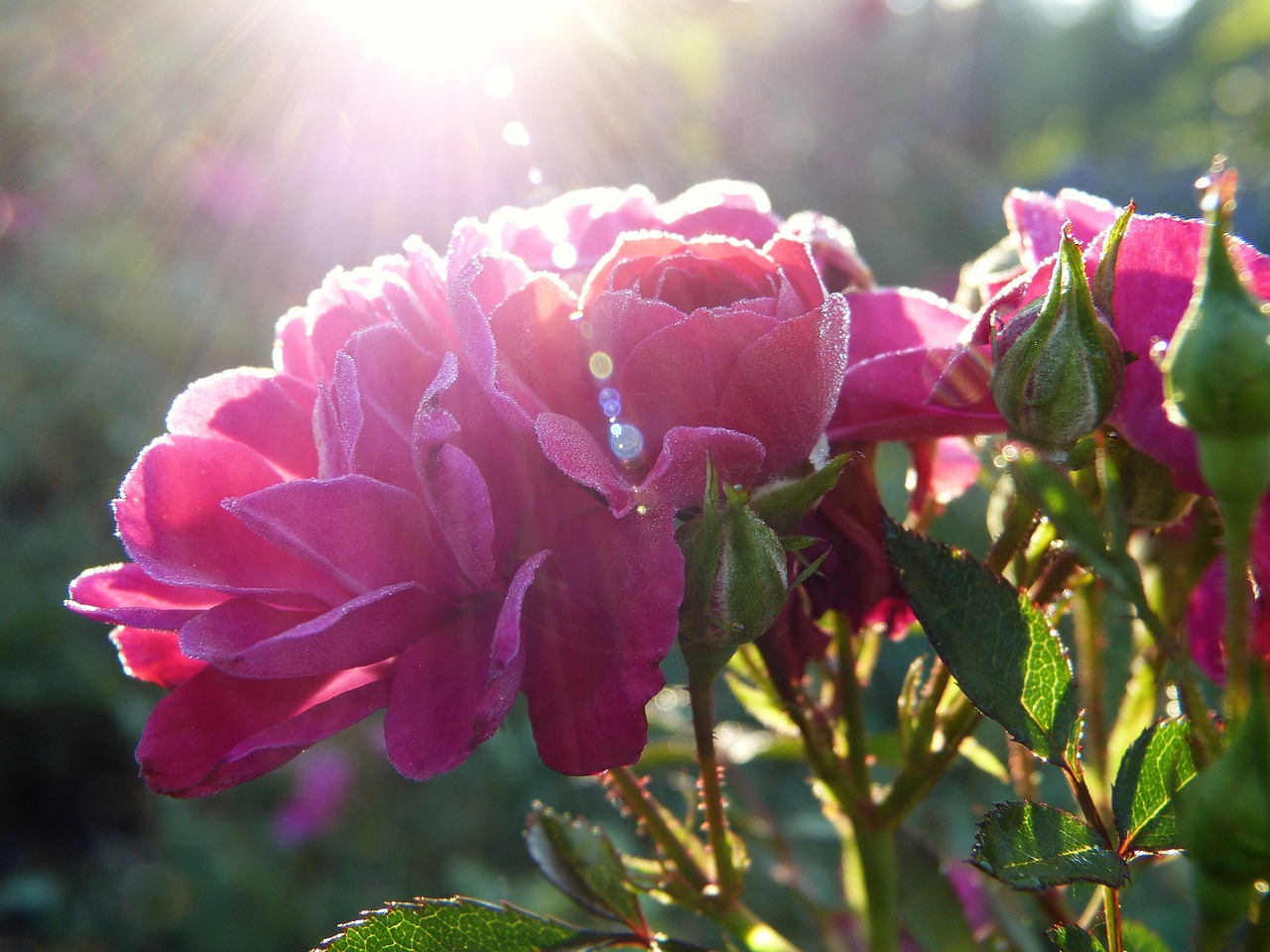 flower nature garden free photo