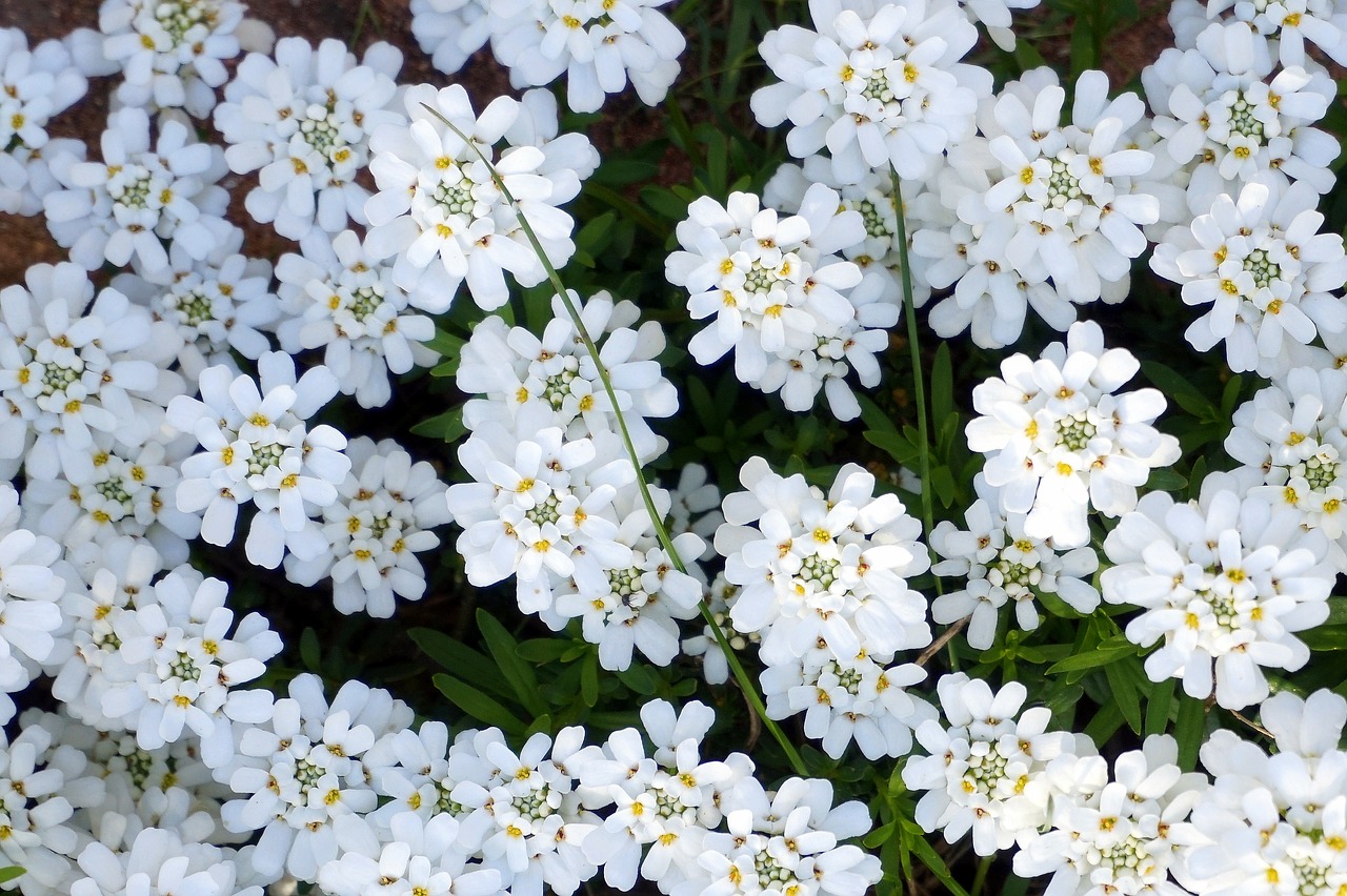 flower plant nature free photo