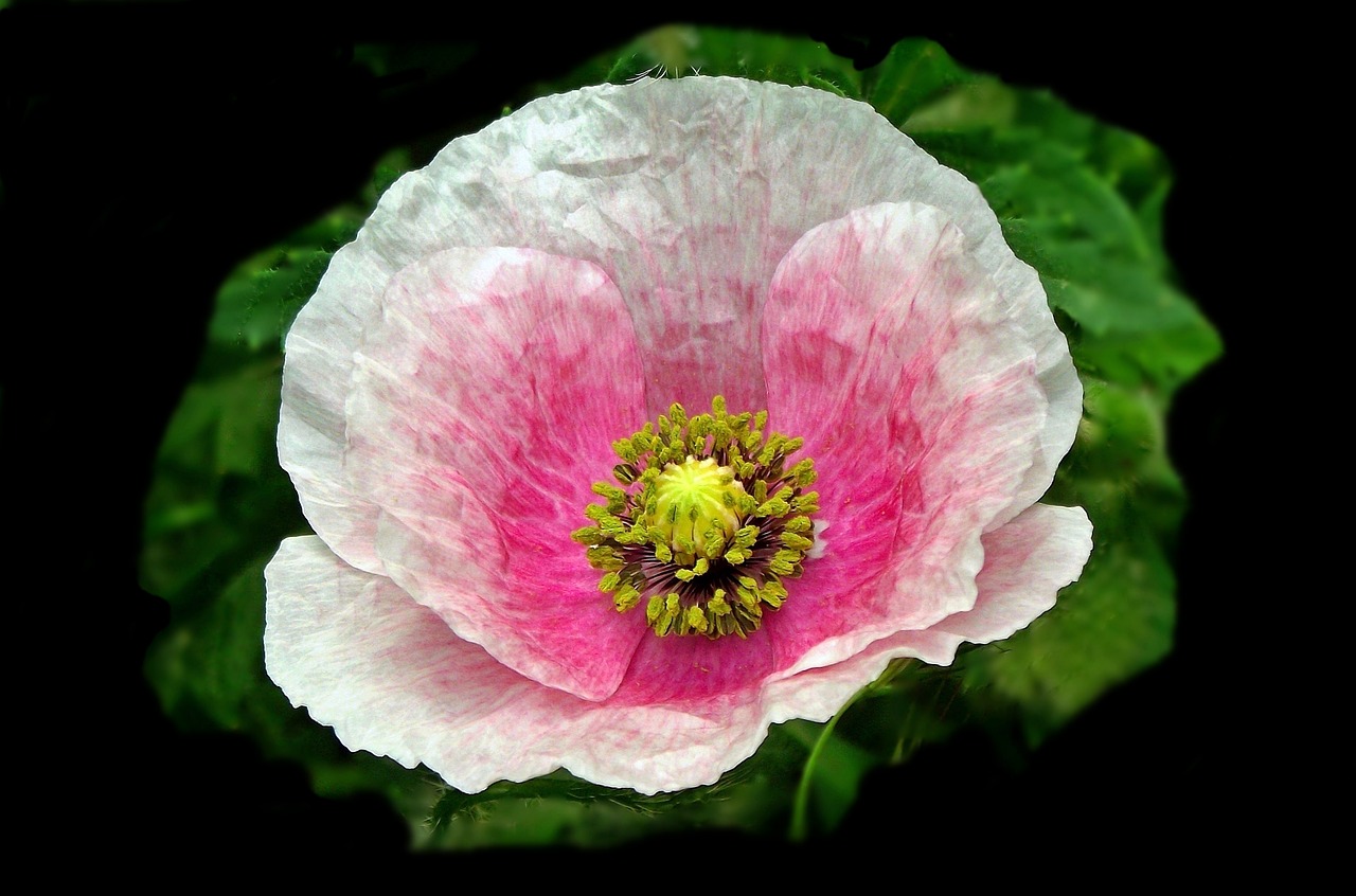 flower plant poppy free photo