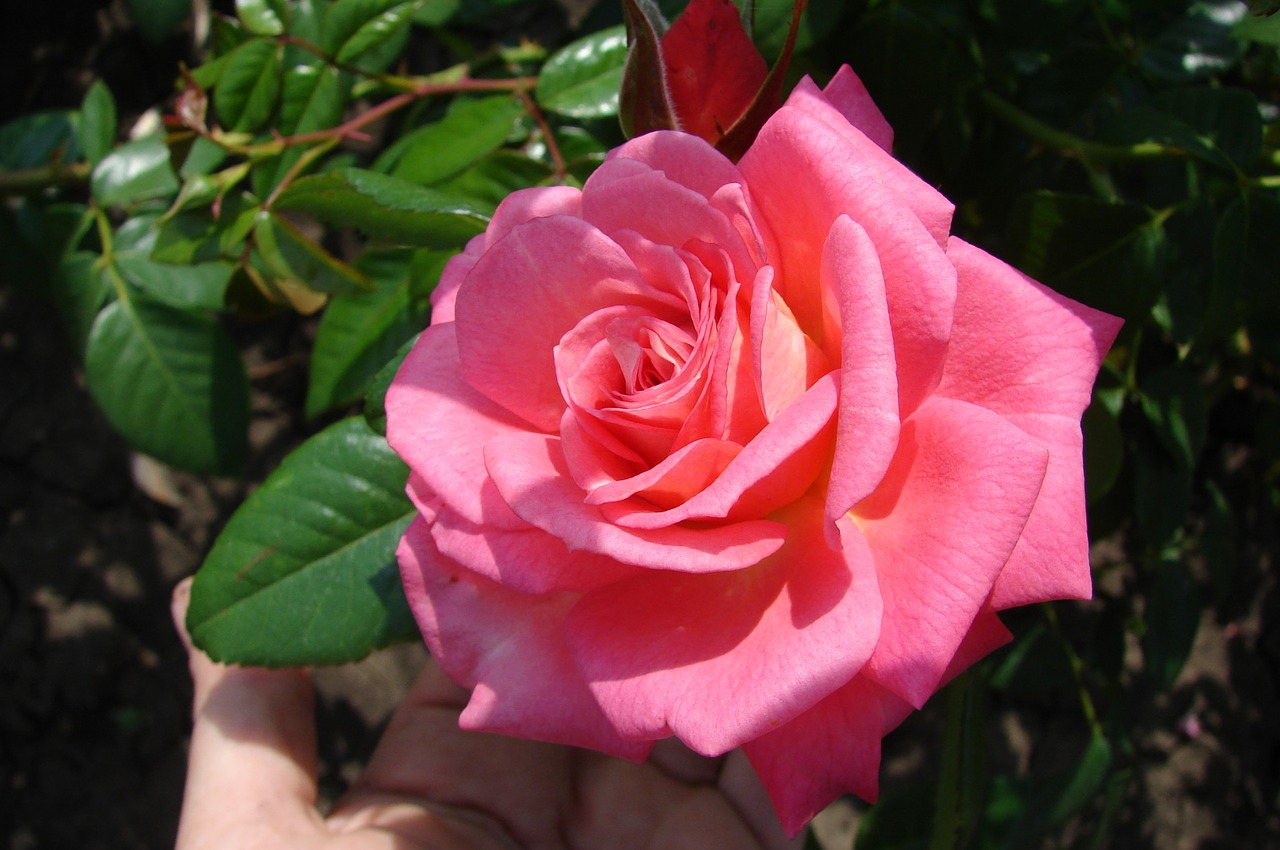 flower rose nature free photo