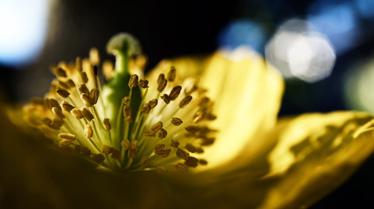 flower plant nature free photo