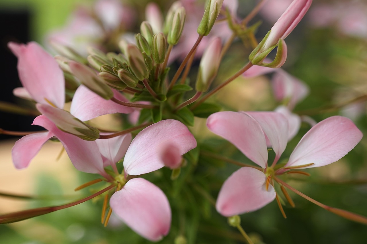 flower nature plant free photo