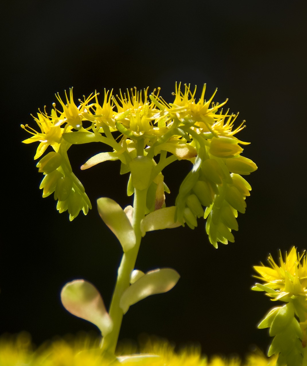 flower plant nature free photo