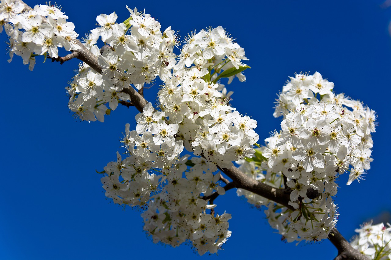 flower branch nature free photo