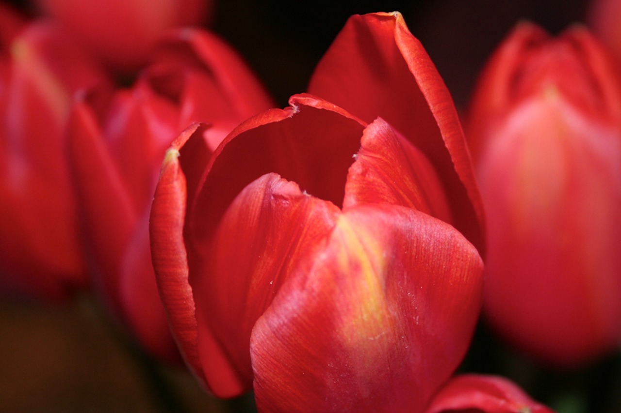 flower tulip nature free photo