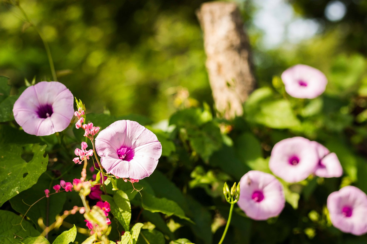 flower plant nature free photo