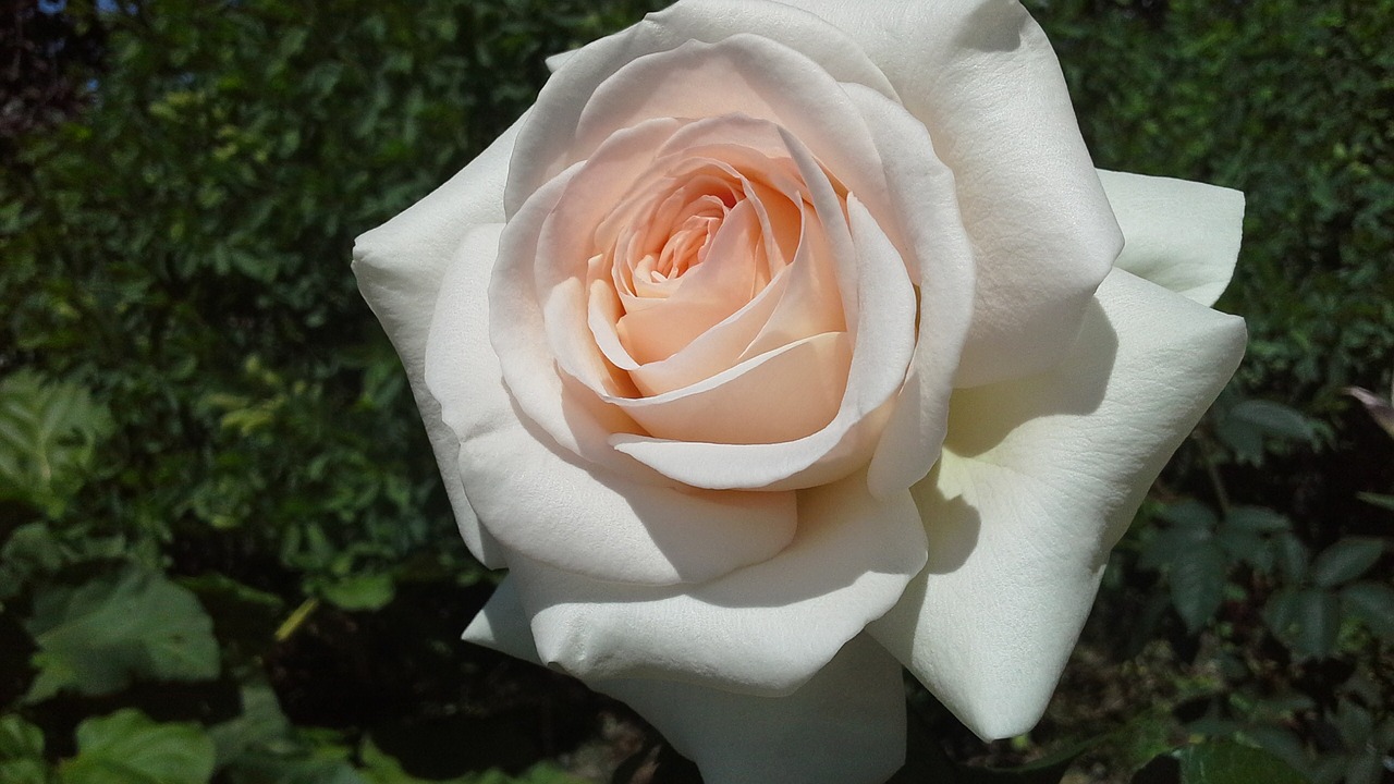 flower rose nature free photo