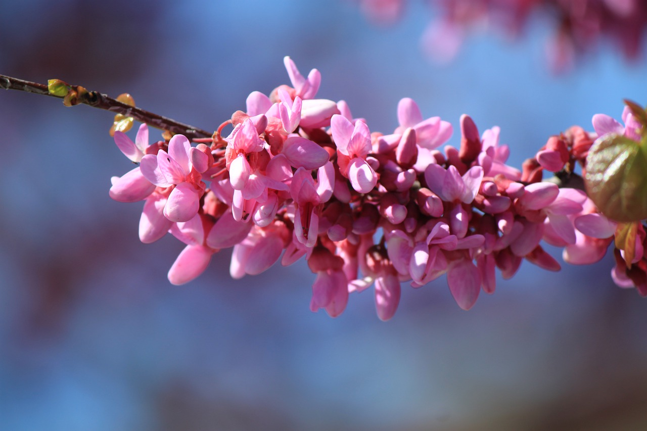 flower nature tree free photo