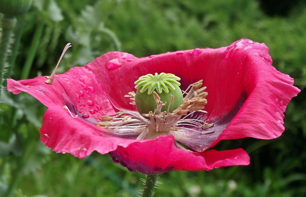 flower poppy garden nature free photo