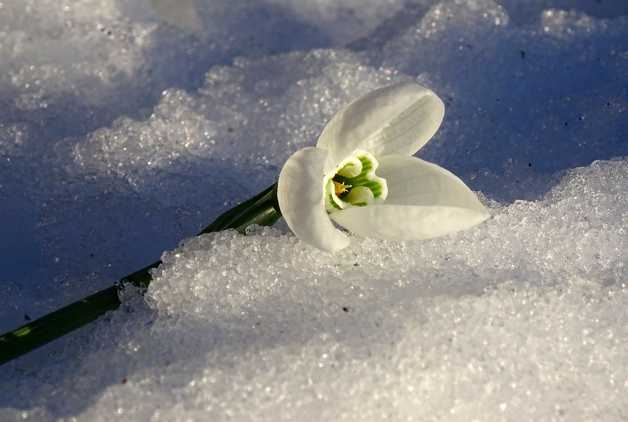 flower winter spring free photo