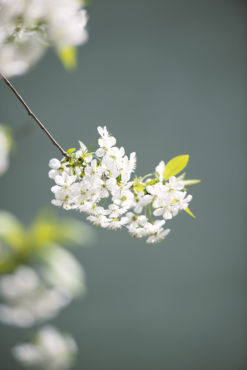 flower nature plant free photo